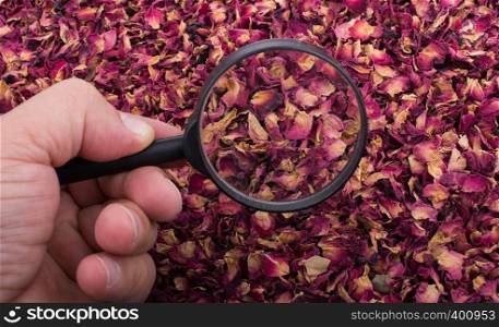 Magnifying glass in hand over dried rose petals