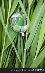 magnifying glass on the leaves of cane