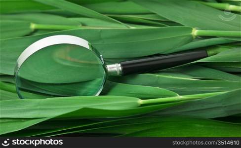 magnifying glass on the leaves of cane
