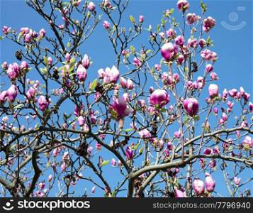 magnolia against the blue sky