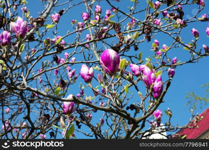 magnolia against the blue sky