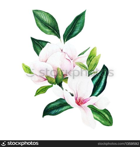 Magnolia and leaves, bright watercolor bouquet, hand drawn illustration