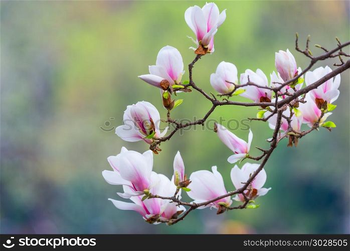 Magnolia denudata flowers in springtime. Magnolia denudata flowers in springtime in Chengdu, China