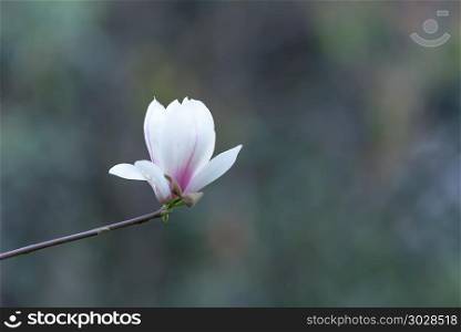 Magnolia denudata flowers in springtime. Magnolia denudata flowers in springtime in Chengdu, China