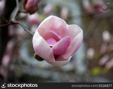 Magnolia flower.. Blooming magnolia - a single flower closeup.