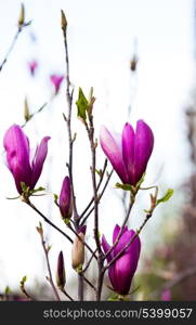 Magnolia flower buds on branches closeup