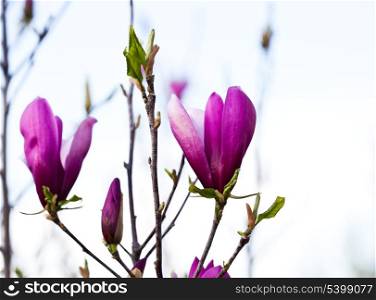 Magnolia flower buds on branches closeup
