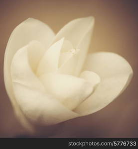 Magnolia flower. Retro floral backgrounds