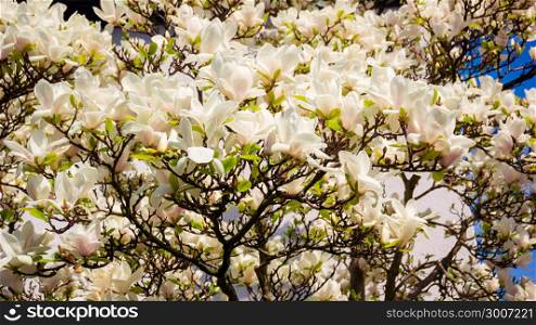 Magnolia. Flowers. Blooming trees