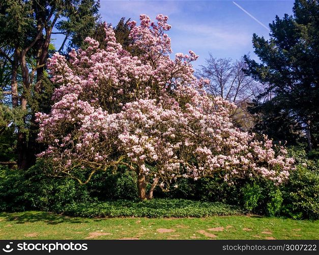 Magnolia. Flowers. Blooming trees