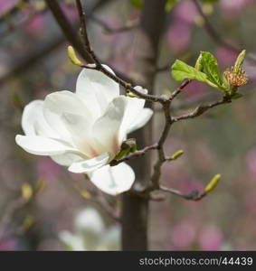 Magnolia flowers blossom on the spring day