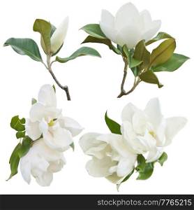 Magnolia Flowers Isolated on White Background