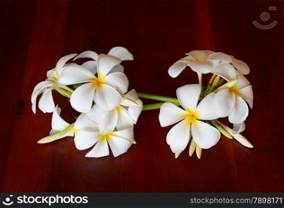magnolia flowers on a brown background