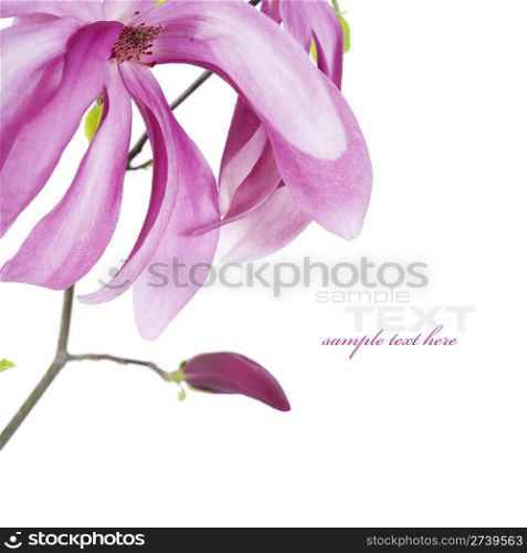 magnolia flowers on branch on white background (with sample text)