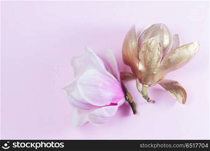 Magnolia Flowers on pink. Magnolia Flowers pink ang golden one on plain pink background