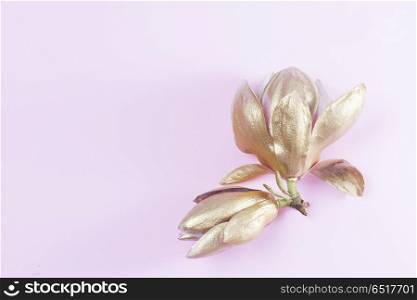 Magnolia Flowers on pink. Magnolia golden Flowers on plain pink background with copy space