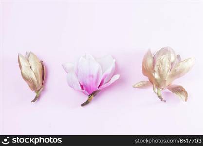 Magnolia Flowers on pink. Row of Magnolia Flowers pink ang golden ones on plain pink background