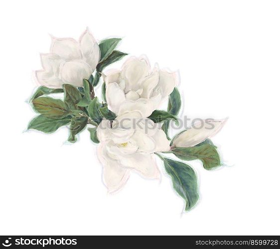 Magnolia Flowers  on White Background. Watercolor Image.