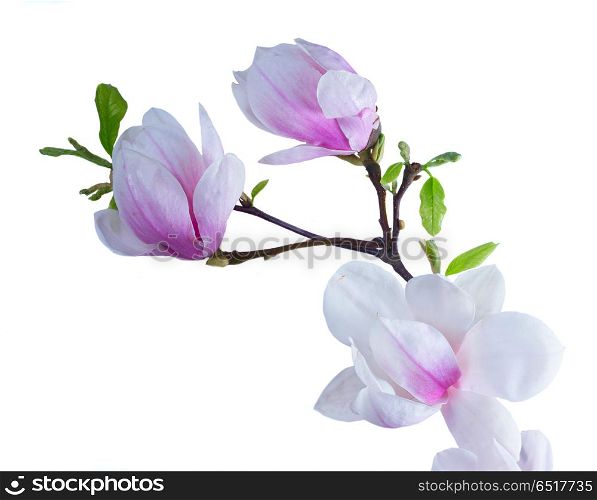 Magnolia Flowers on White. Magnolia Blooming Flowers branches and leaves isolated on white background