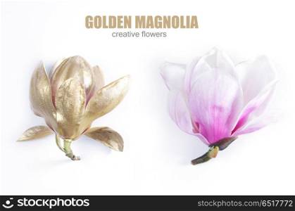 Magnolia Flowers on white. Magnolia Flowers buds - golden and pink one isolated on white background