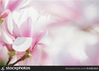Magnolia flowers pastel background, spring outdoor nature beauty