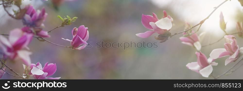 Magnolia flowers spring blossom, beautiful nature background with blooming tree and sun flare.