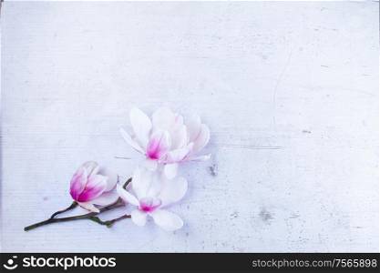 Magnolia flowers twig flat lay top view frame on white wooden background with copy space. Magnolia flowers flat lay scene