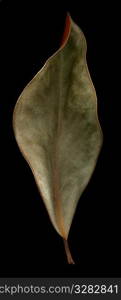 Magnolia leaf on black.