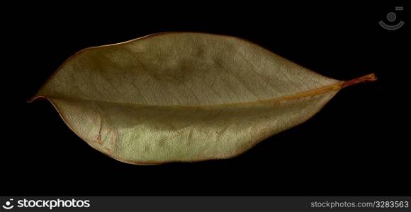 Magnolia leaf scanned on black.