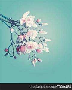 Magnolia spring blossom. Flowering branch of magnolia at turquoise background. Springtime concept. Floral border