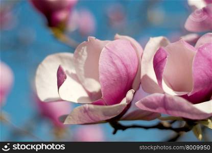 magnolia tree blossom a beautiful spring flower&#xA;