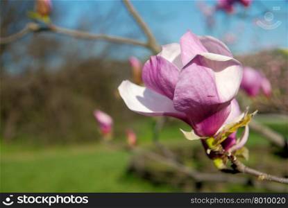 magnolia tree blossom a beautiful spring flower&#xA;