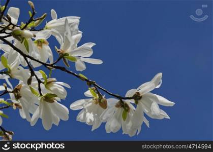 Magnolia tree blossom at springtime in garden