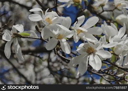 Magnolia tree blossom at springtime in garden