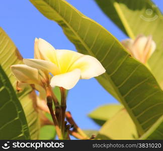 Magnolia tree flower. Tree of a blossoming magnolia. Blown beautiful magnolia flowers on a tree with green leaves.