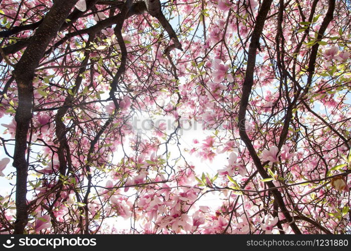 Magnolia tree flowers blossom in spring