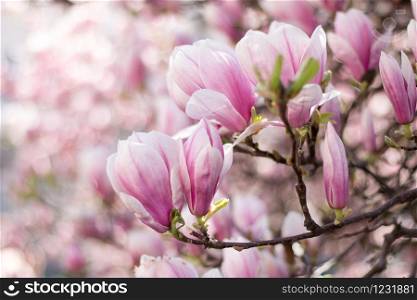 Magnolia tree flowers blossom in spring