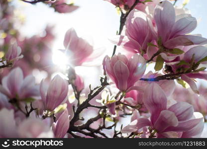 Magnolia tree flowers blossom in spring