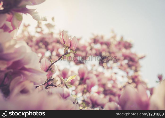 Magnolia tree flowers blossom in spring