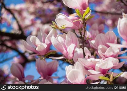 Magnolia tree flowers blossom in spring, blue sky