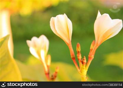 Magnolia tree flowers. Tree of a blossoming magnolia. Blown beautiful magnolia flowers on a tree with green leaves.