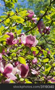 magnolia tree in a springtime