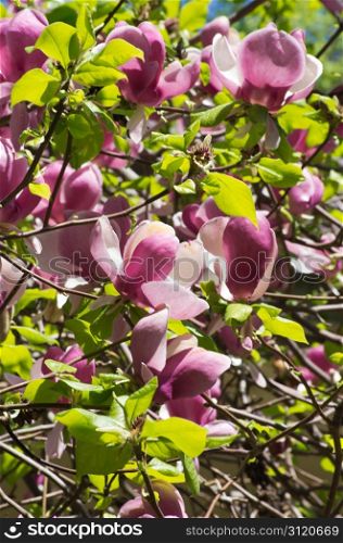 magnolia tree in a springtime