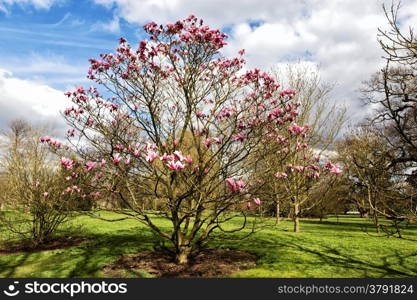 Magnolia tree in Kew gardens in London