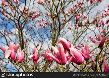 Magnolia tree in pink