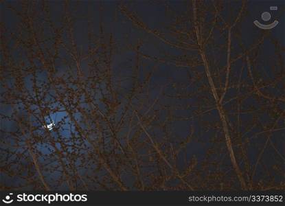 Magnolia Tree in the Night with the Moon