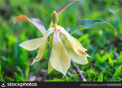 Magnolia utilis flower in forest, wild flower in Thailand