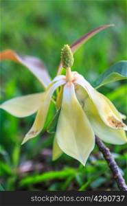 Magnolia utilis flower in forest, wild flower in Thailand
