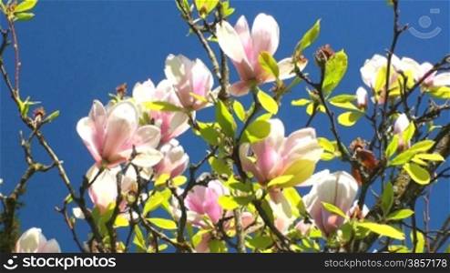 magnolien baum vor blauem hintergrund