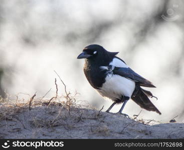 Magpie in Saskatchewan on a pile of dirt